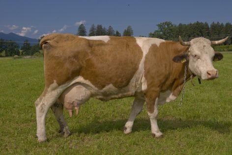 2008-06-30 Paddeln Sommerurlaub Bayer �sterreich 136